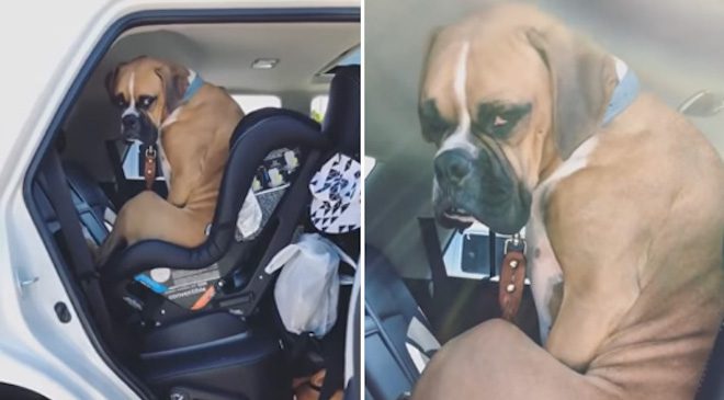 Boxer Shows His Human How He Feels To Have To Move Over For The Baby