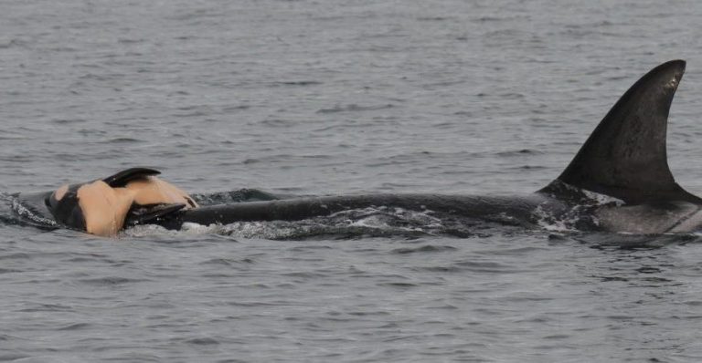 Grieving Orca Carries Her Dead Calf For Two Days