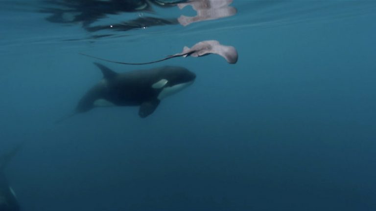 Orcas Caught Slapping Stingray Just Feet Away From Diver