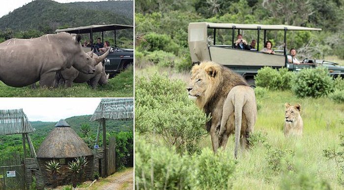 Three ‘Rhino Poachers’ Eaten By Lions After Breaking In To South African Game Reserve