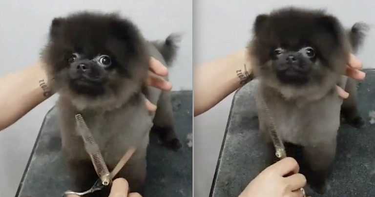 Pomeranian Does The Most Adorable Thing When She Gets Her Hair Cut