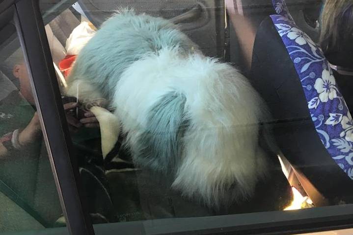 Couple Smash Car Window To Save a Dog That Turns Out To Be A Toy