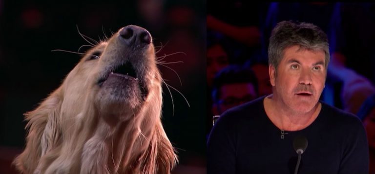 Singing Dog Wows Simon Cowell And The Audience On ‘America’s Got Talent’