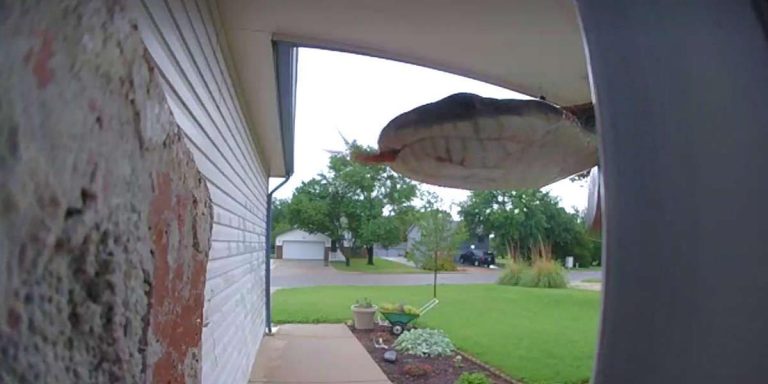 Woman Alarmed To See Who Keeps Ringing Her Doorbell