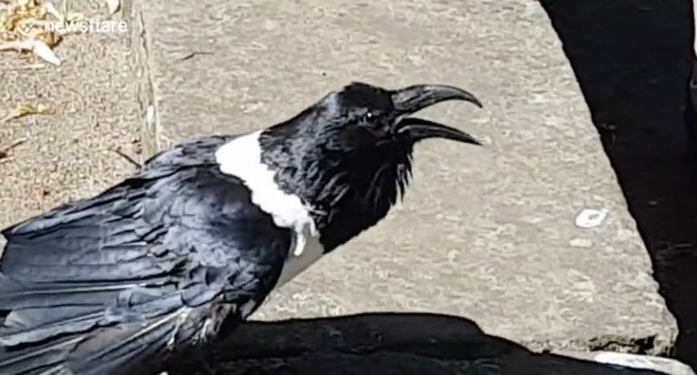 Raven Startles Tourist When She Asks Her A Question
