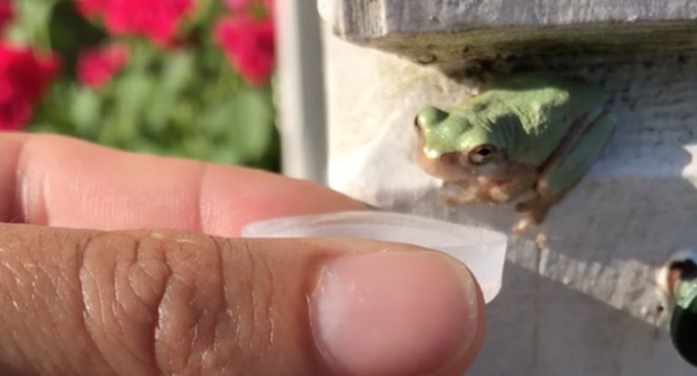 Woman Offers Frog Water To Drink On A Hot Day And He Takes A Dip Instead