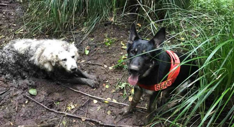 Search Dog Rescues Missing Great Pyrenees Trapped In Mud For Two Days