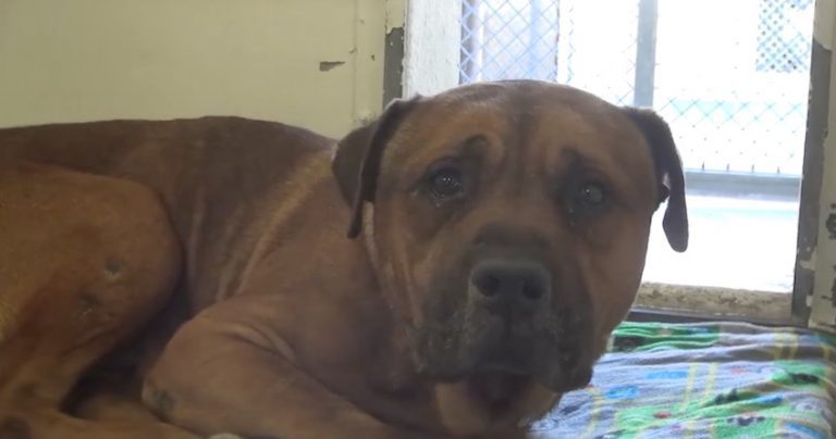 Dog Won’t Stop Crying After Realizing He’s Been Abandoned At Shelter