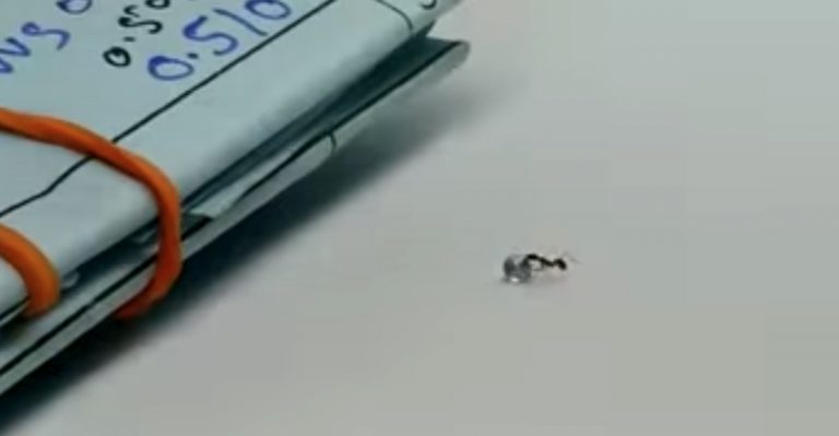 ant tries to steal diamond