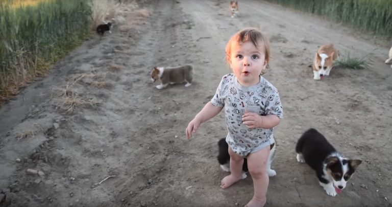Baby Boy Introduced To Corgi Puppies In Adorable Encounter