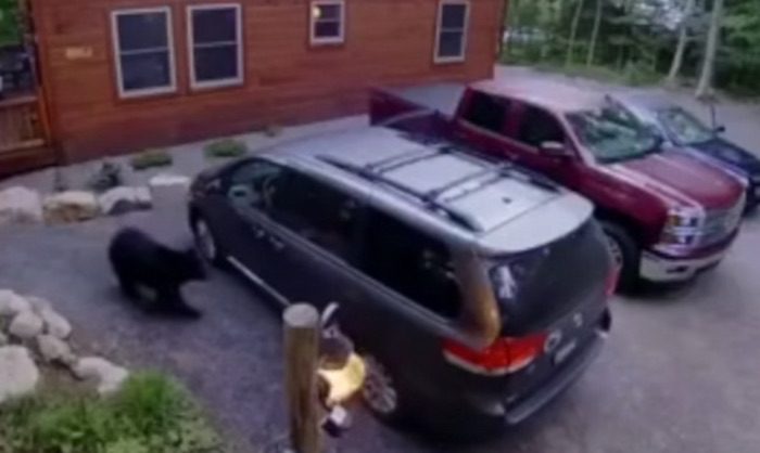 Black Bear Opens Minivan, Brings 4 Cubs Inside For A Romp