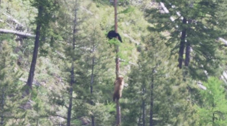 bears up tree