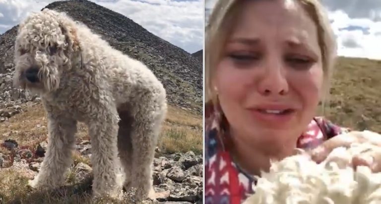 Woman Reunites with Her Frightened Lost Dog Weeks After Fatal Car Crash
