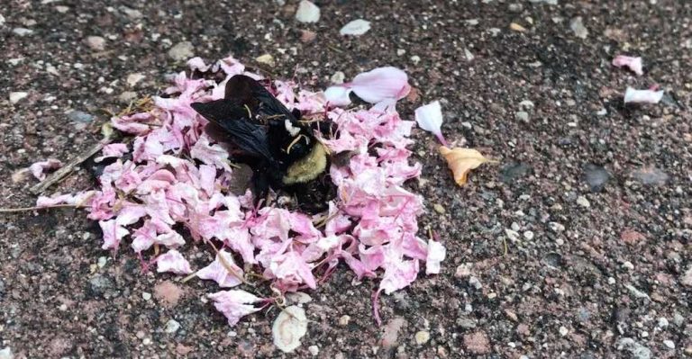 Ants Bring Flower Petals To Cover Dead Bumblebee In What Looks Like ‘Funeral’