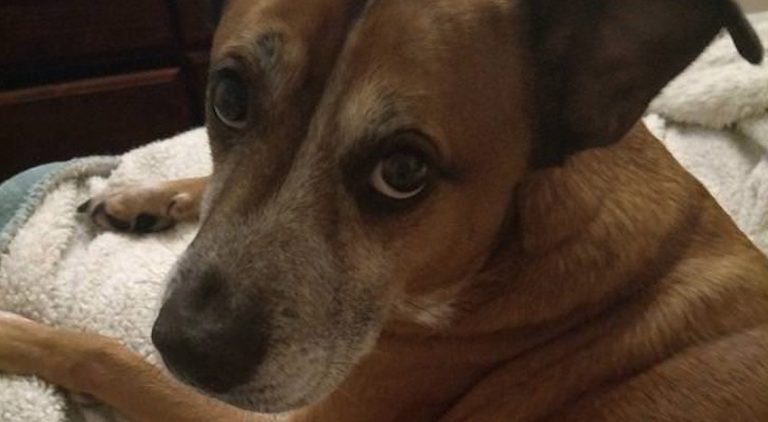Man Rescues ‘Alcoholic’ Dog and Helps Him Get Over His Addiction