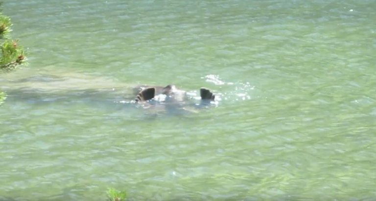Strange ‘Lake Monster’ Turns Out To Be A Moose Diving For Dinner