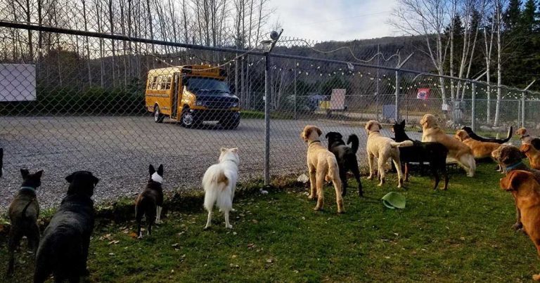 Dogs Line Up At Fence For Very Special Place That They Love To Go To