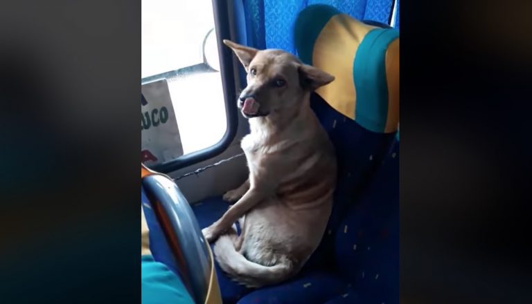 Bus Driver Finds Friendly Stray Dog Waiting For A Ride