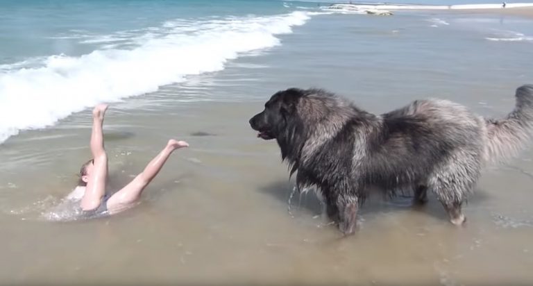 Dog Watching Girl In Water Pulls Her To Safety After She Falls Over In Waves
