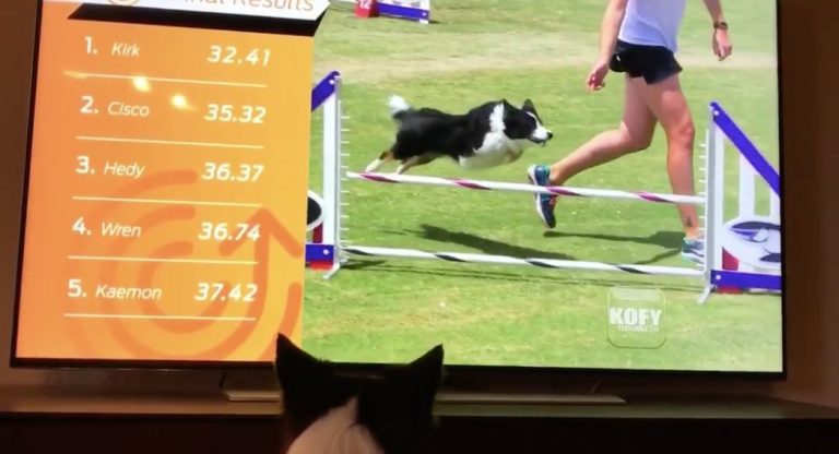 Border Collie Excitedly Watches Herself Winning Agility Competition On TV