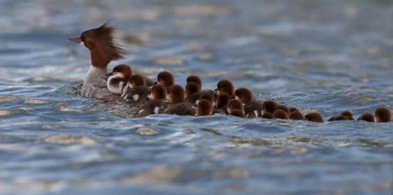 Photographer Captures Amazing Image Of Mama Duck with 76 Ducklings
