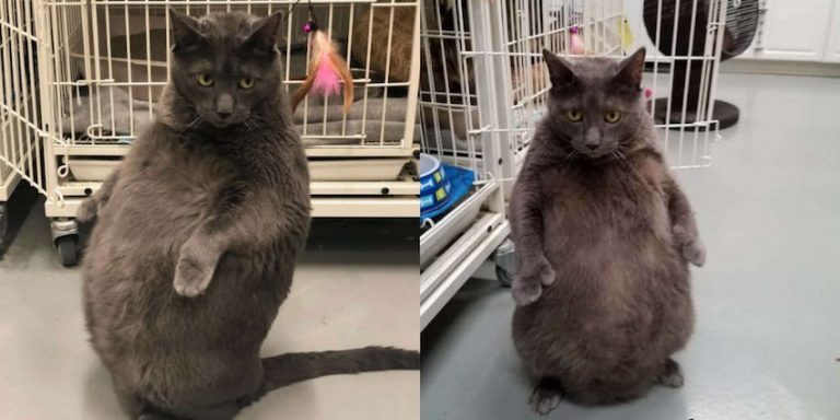 Bruno the Quirky Fat Cat Finds A Home After Going Viral