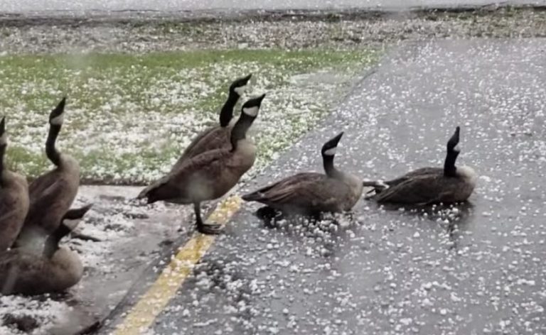 Canada Geese Weather Violent Hail Storm In Clever Way