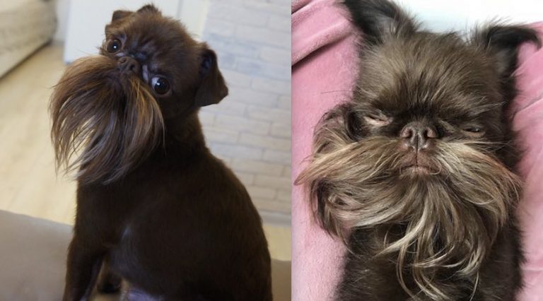 Tiny Dog With Majestic Beard Turns Heads Wherever He Goes