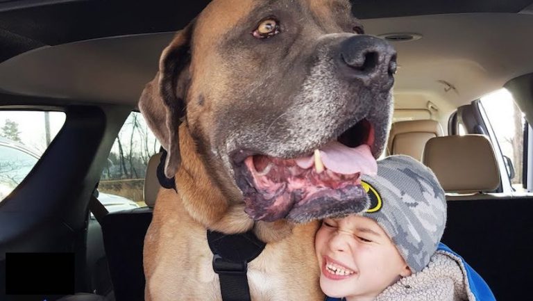 Big Dog Suddenly Goes Lame, Learns To Walk Again So He Can Be With His Favorite Human