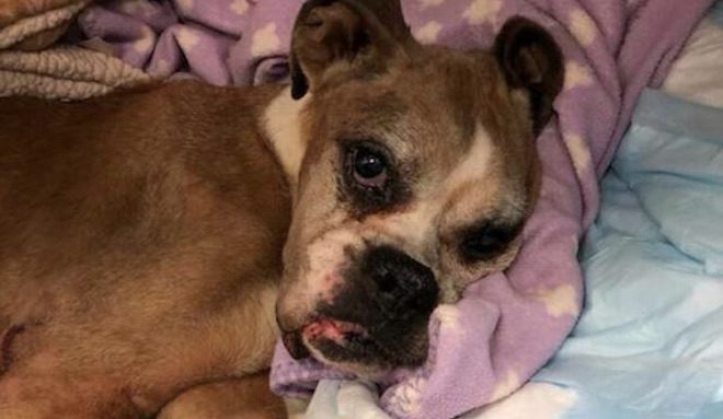Sick Boxer Left In Trash Bag Outside of Shelter Brings Tears To Rescuers’ Eyes