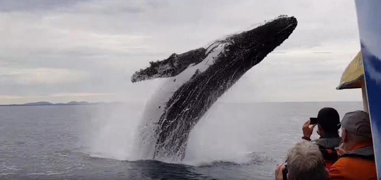 Whale Soaks Sightseeing Boat, Surprises Passengers Onboard