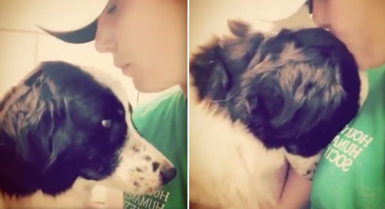 Dog Dumped At Shelter Clings To Rescuer In Heartbreaking Video