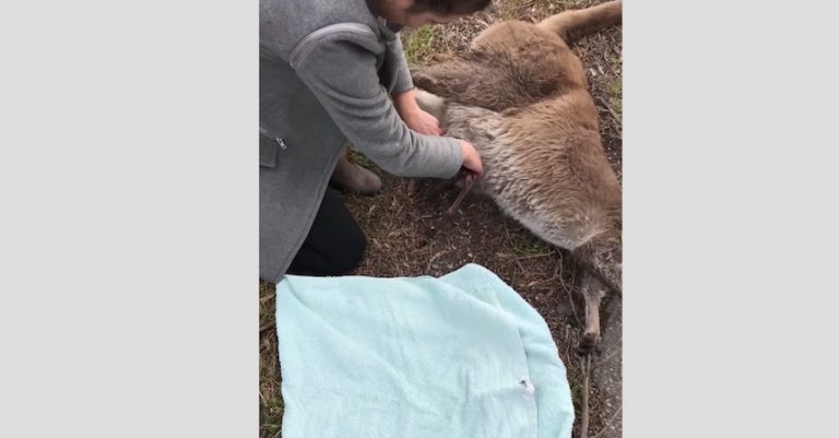 Woman Rescues Kangaroo Joey From Deceased Mother’s Pouch