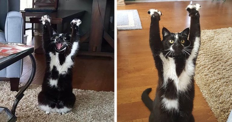Cat Keeps Putting Her Arms In The Air And No One Knows Why