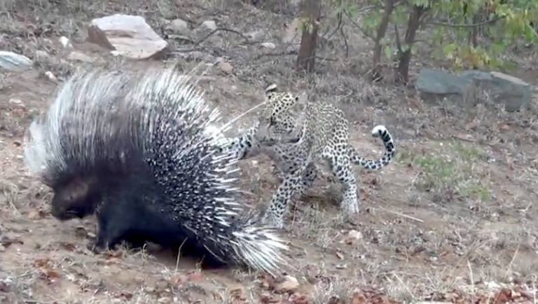 Porcupine Shows Leopard His Spiky Side While Fending Him Off