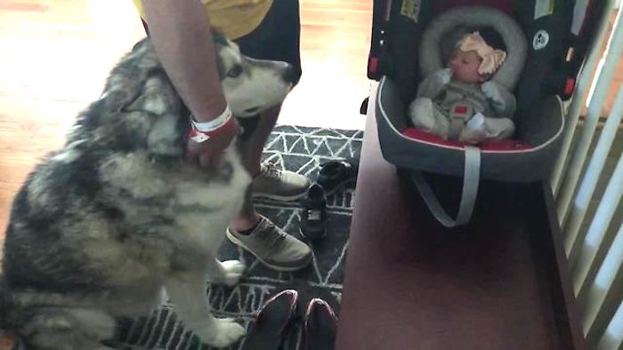 Alaskan Malamute Howls In Pure Joy When He Meets Baby