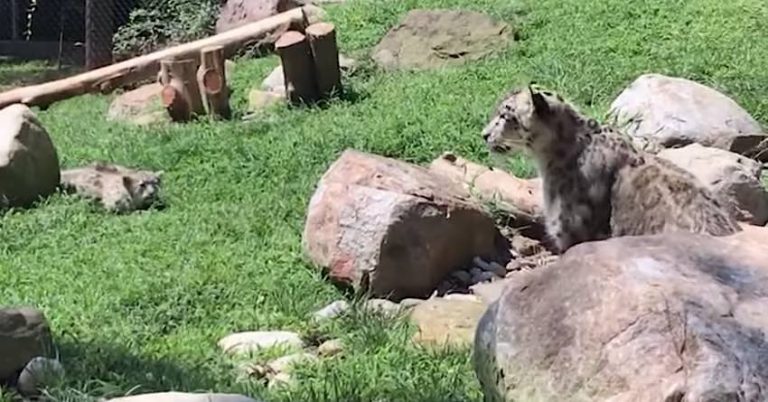 Mama Snow Leopard Acts Scared When Her Adorable Cub Tries To Sneak Up On Her