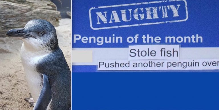 Naughtiest Penguin Of The Month Hilariously Spotlighted By Aquarium