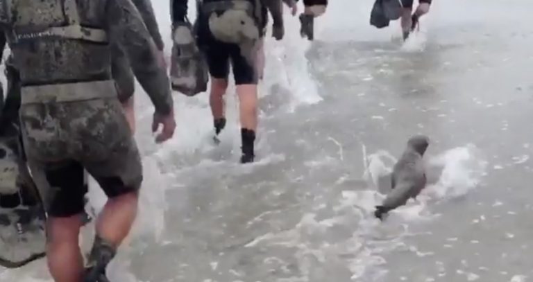 Sea Lion Pup Joins Navy SEALs On Training Mission, Shows Them How It’s Done