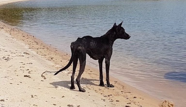 Negrita in Amazon