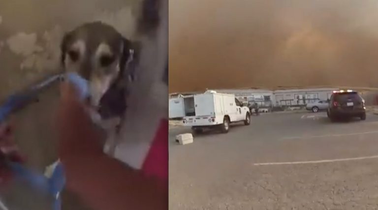 Police Race To Evacuate Dogs And Cats From Shelter Threatened By Wildfire