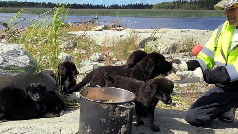 Seven Newfoundland Puppies Found Living Alone On Desolate Island