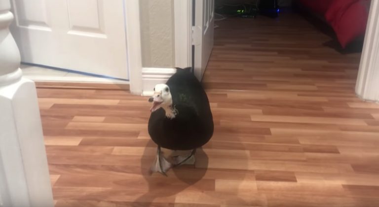 petunia the duck