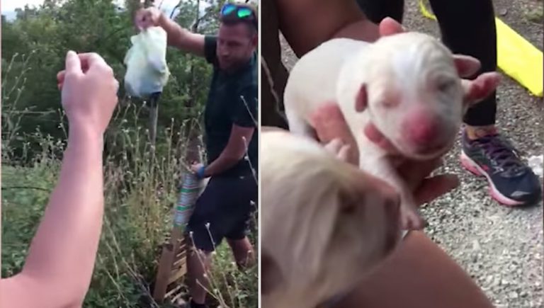 puppies found in trash bag