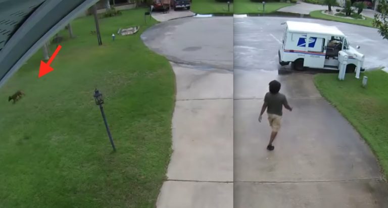 Sneaky Puppy Caught Red-Handed Stealing Packages From Porch