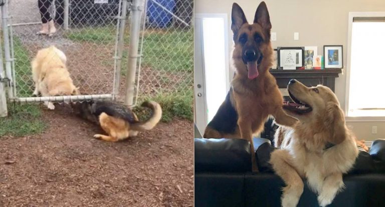 These Two Dog Best Friends Don’t Let A Silly Gate Keep Them Apart