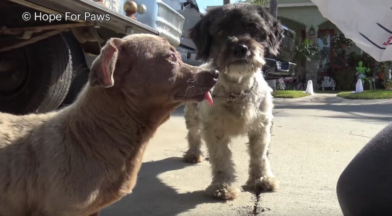 Senior Dog With Giant Tumor Dumped On The Streets With Her Friend