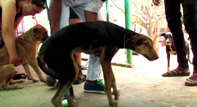 Stray Dog Hit By Car Determined To Learn To Walk Again