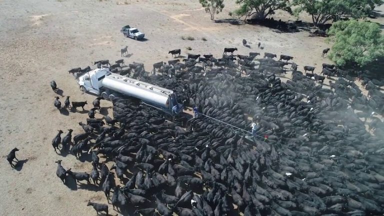 Hundreds of Thirsty Cattle Swarm Water Truck in Drought-Stricken Australia