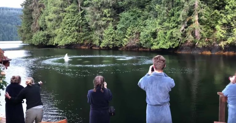 Humpback Whales Surprise Visitors At Lodge When They Show Up For Breakfast